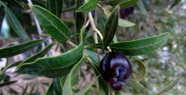 variété d'olive la zarza, connue pour l'originalité de son fruit