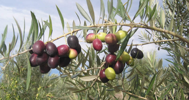 Variété Olive PICUAL très répandue dans le monde